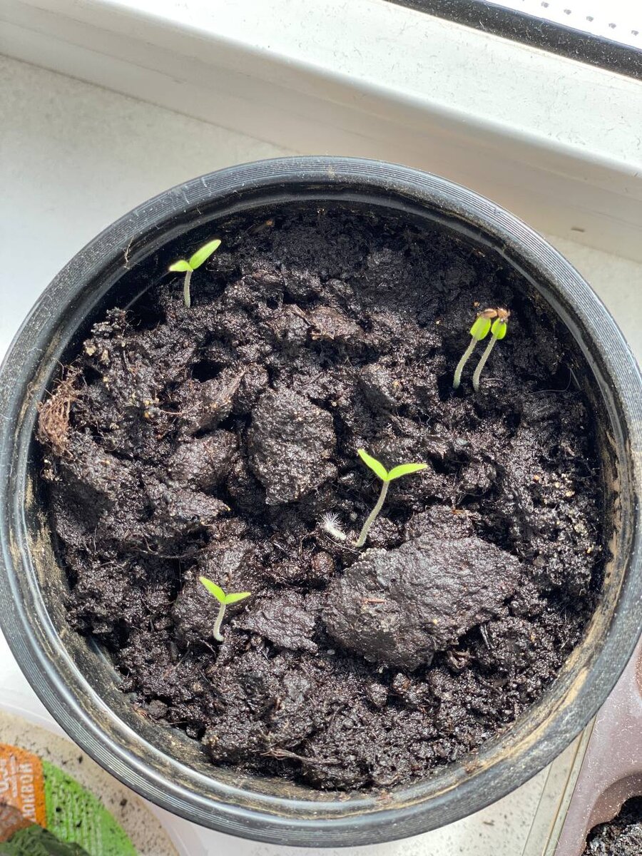 А вот еще один томат, уже другого сорта и цвета. Только взошел