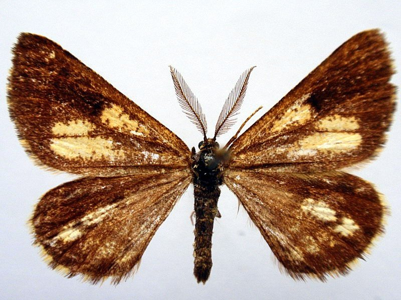 сосновая пяденица. сосновая пяденица. сосновая пяденица. сосновая пяденица (bupalus piniarius. сосновая пяденица гусеница.