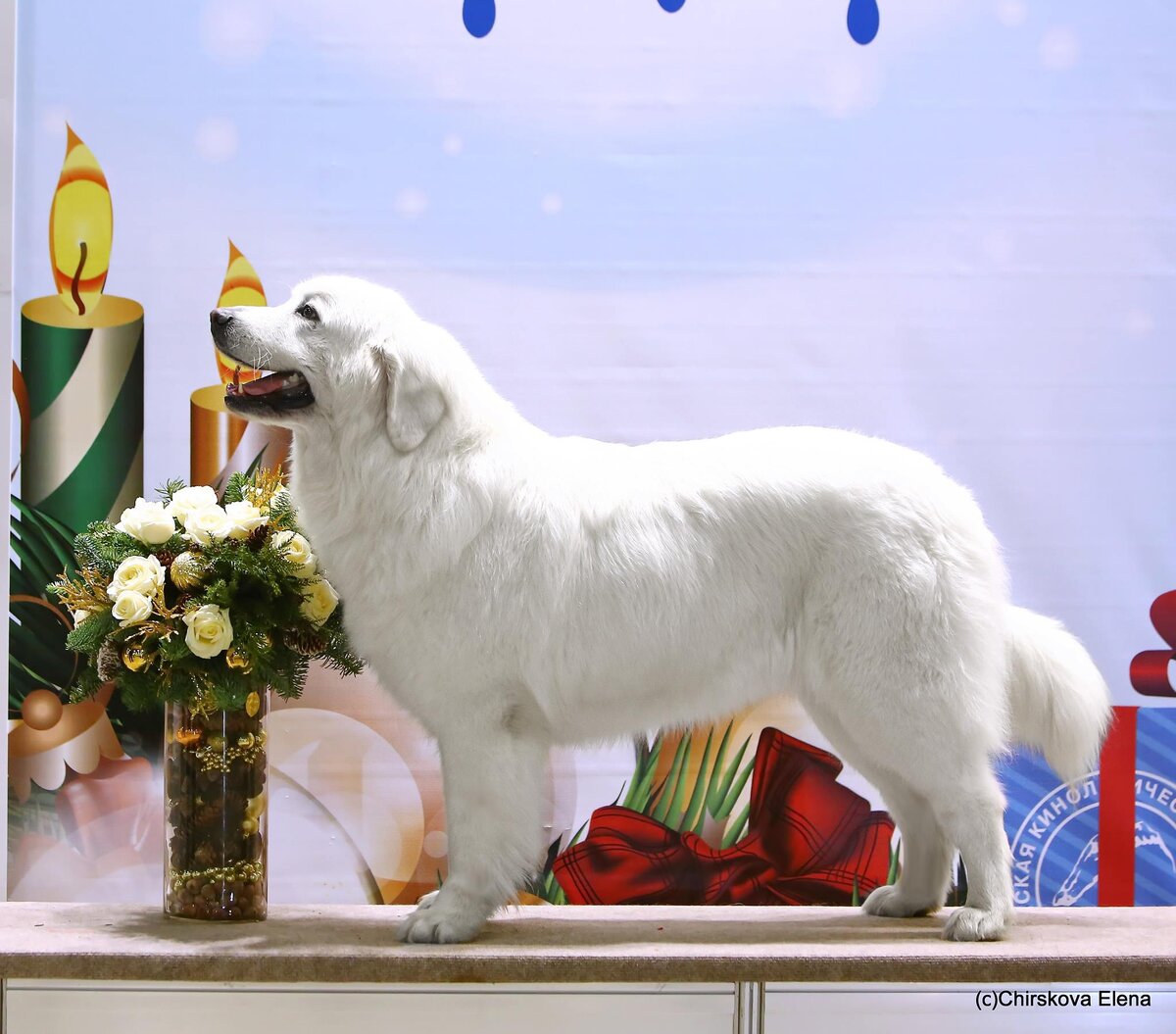 Чемпион породы