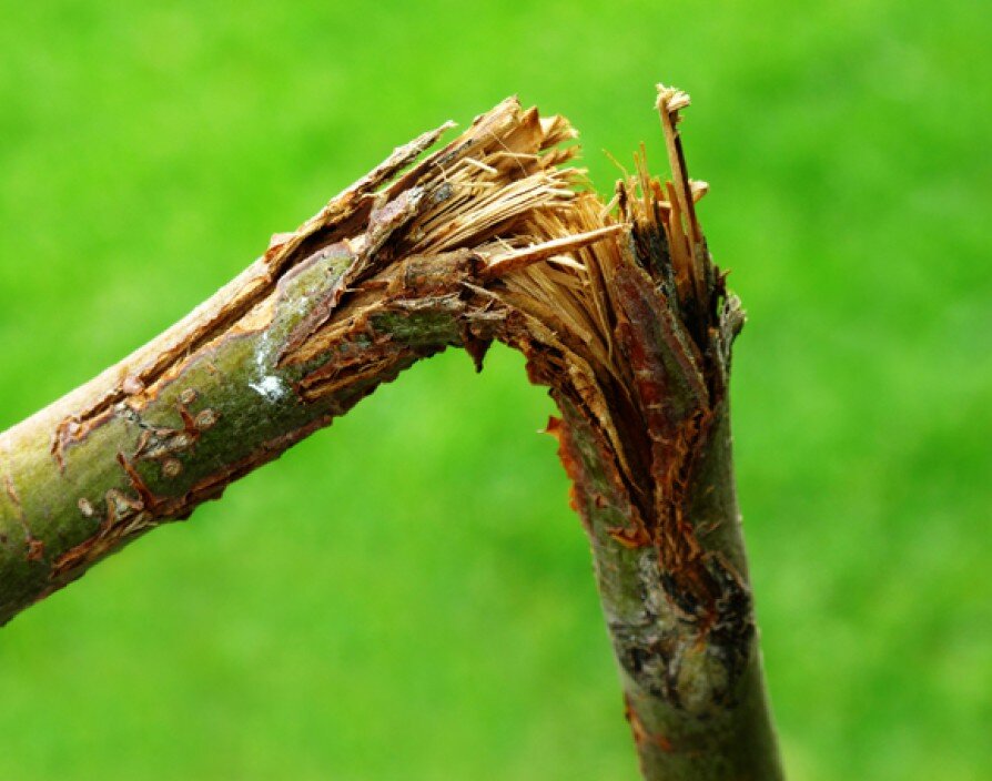 Яндекс.Картинки