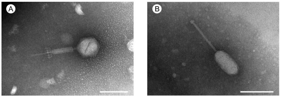 Электронная микрофотография (просвечивающая электронная микроскопия) вирионов нового фага Enterococcus phage GVEsP-1 (А) и Enterococcus phage SSsP-1 (В). Указана шкала 100 nm