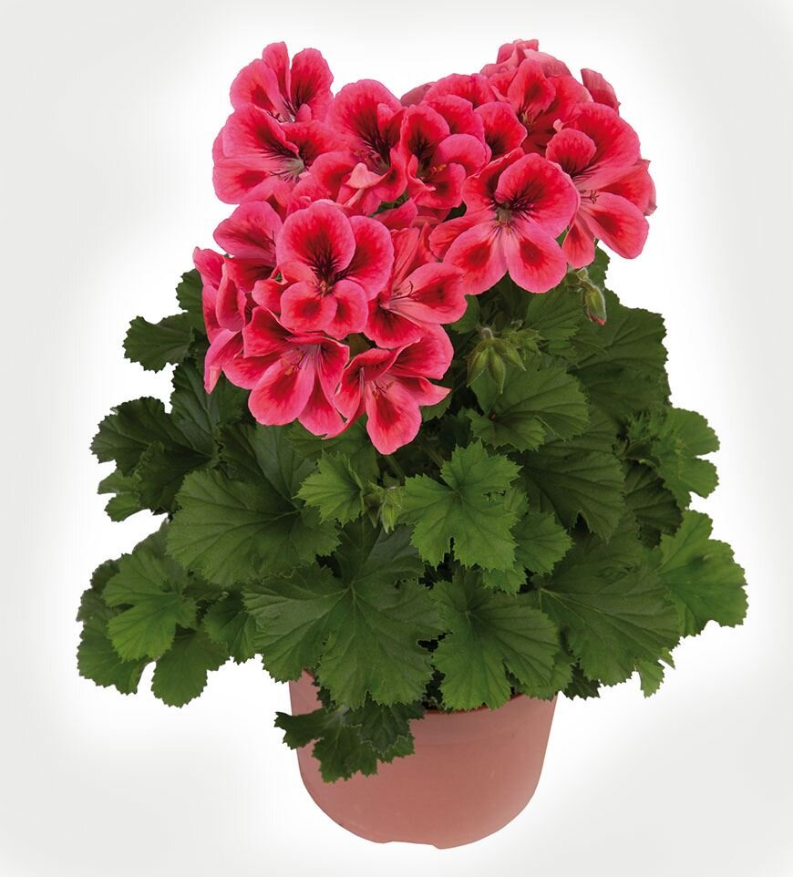 Пеларгония Rimfire: описание сорта, характеристики, посадка и уход, отзывы