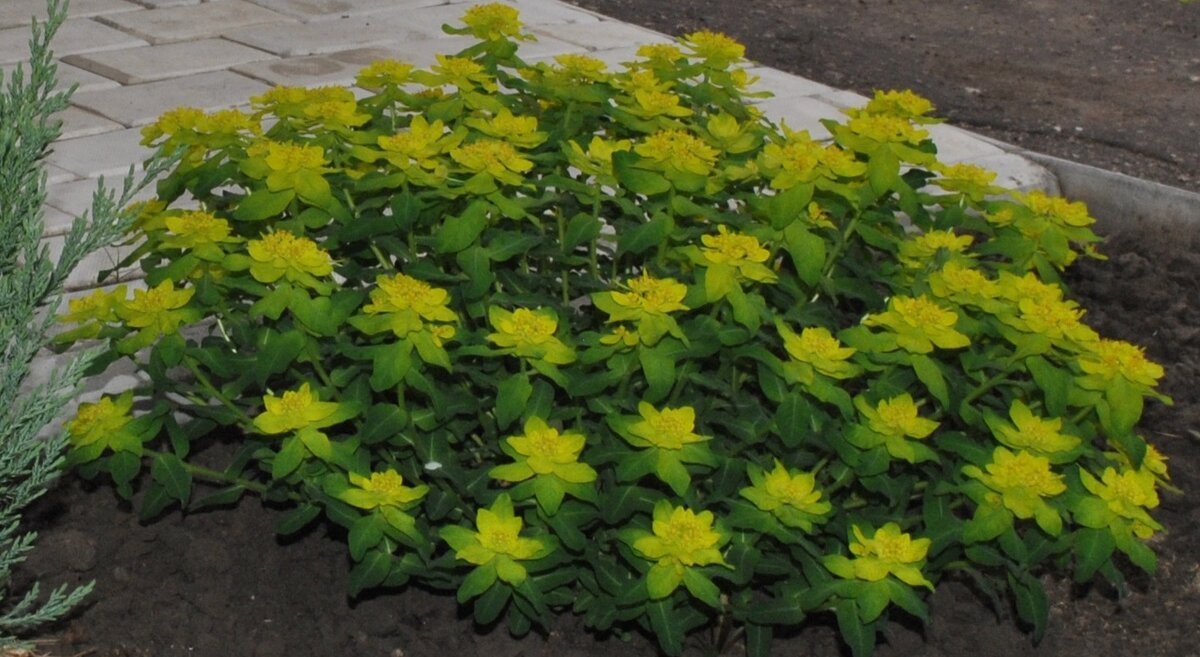 Молочай многоцветковый