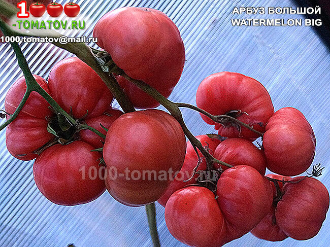 Томат Арбуз большой Watermelon Big ФОТО 2