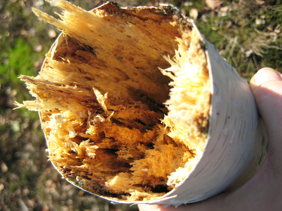 Фото: Наталия Губанова