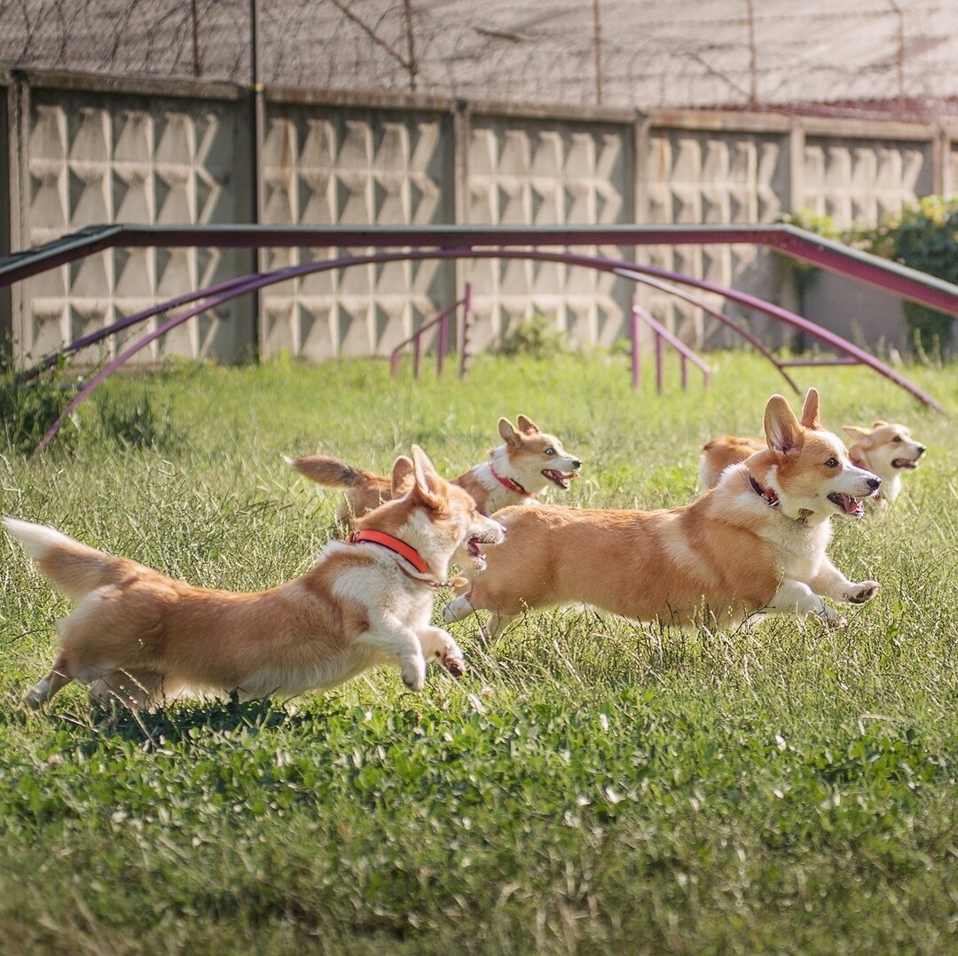 4х кратное веселье! 