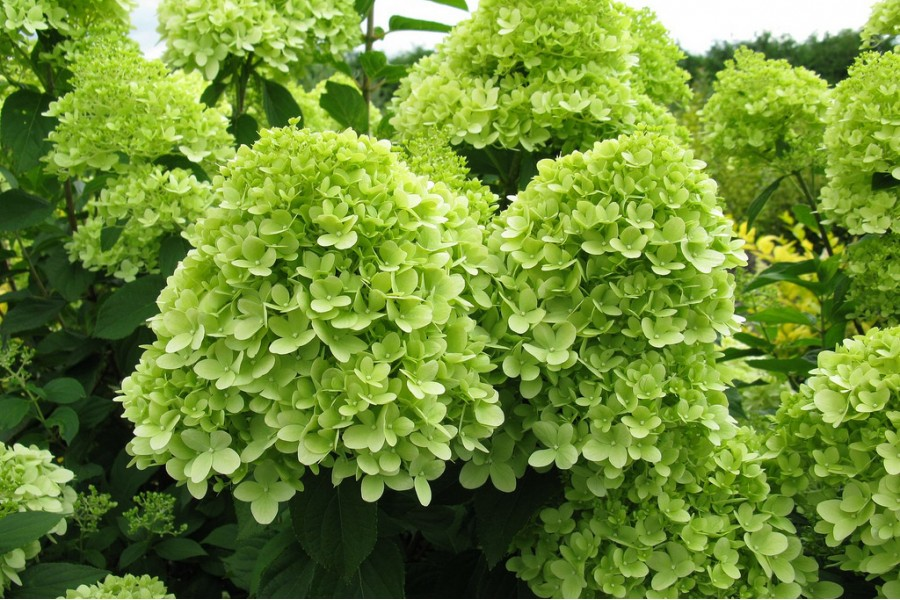 Гортензия метельчатая Little Lime