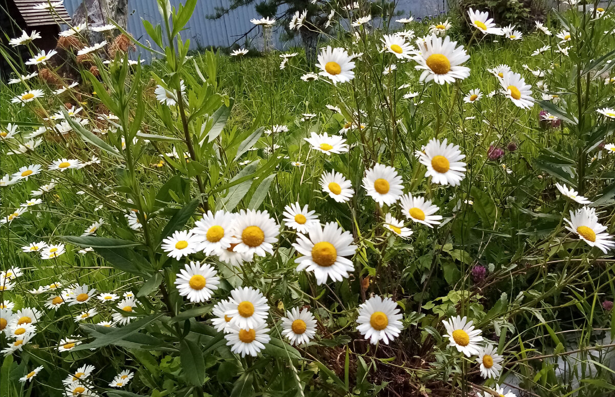 Маленькое чудо природы - ромашки (фото автора) . 