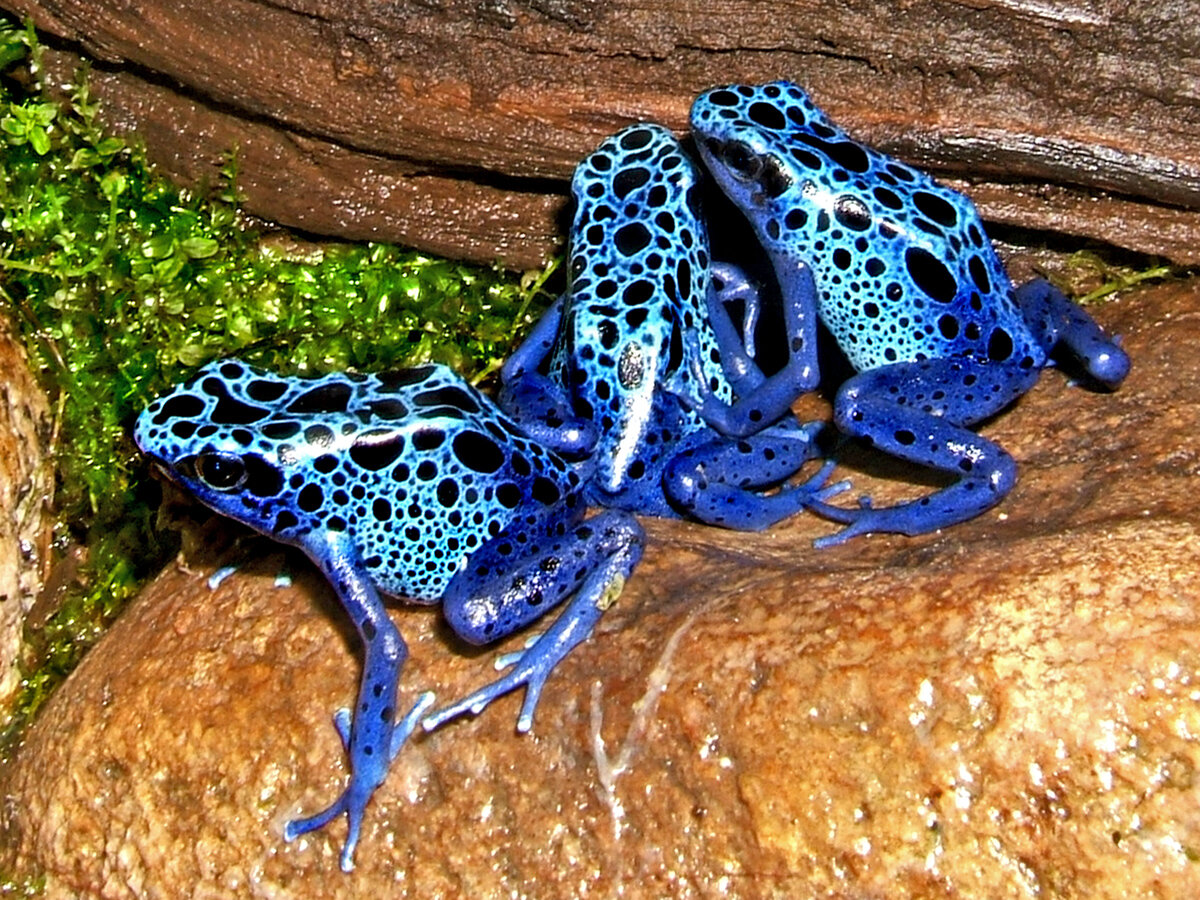 Голубой древолаз Dendrobates azureus