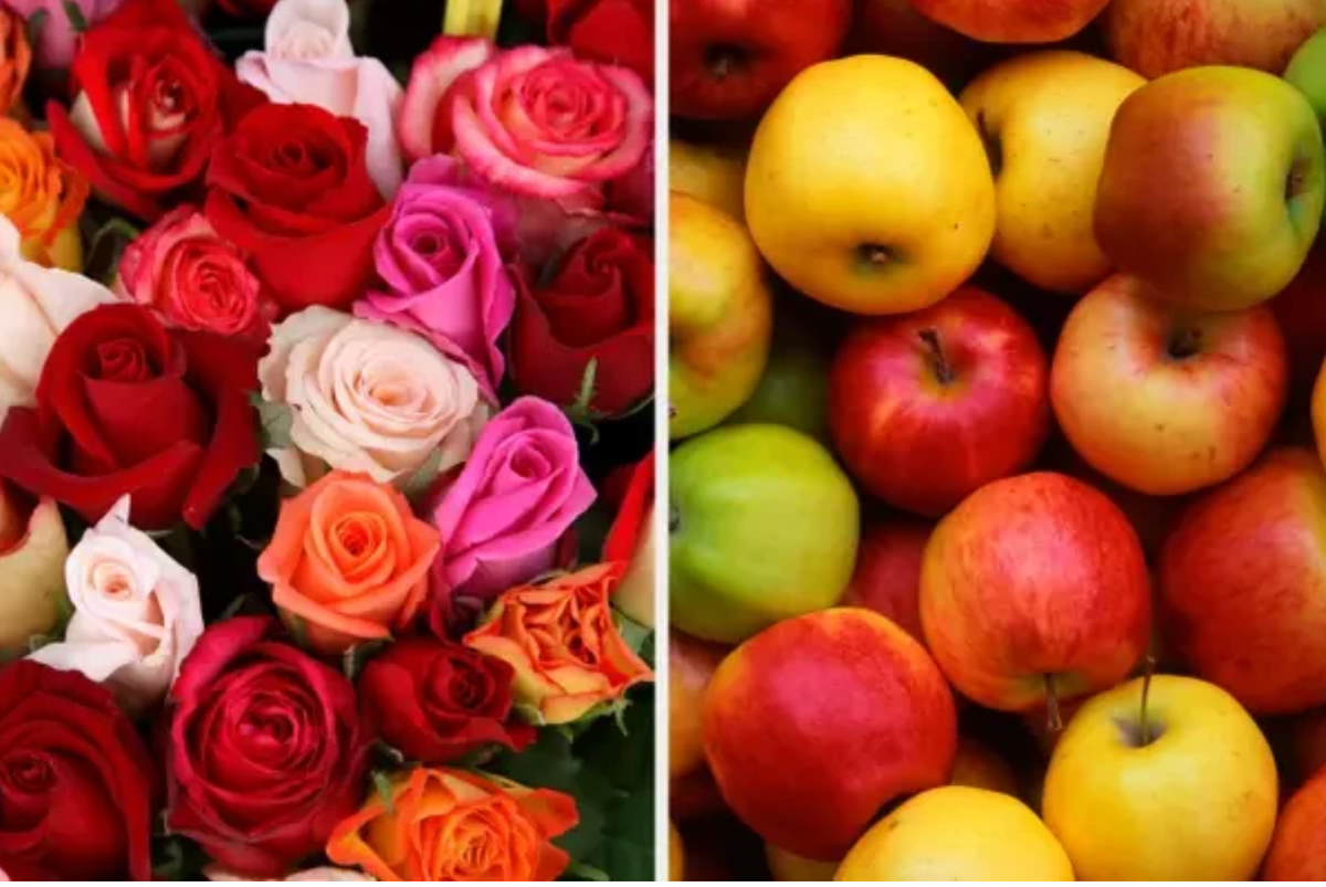 Яблоки из рода розовых 