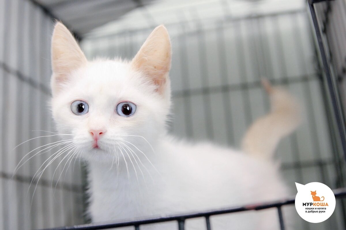 Севело нашли на улице.