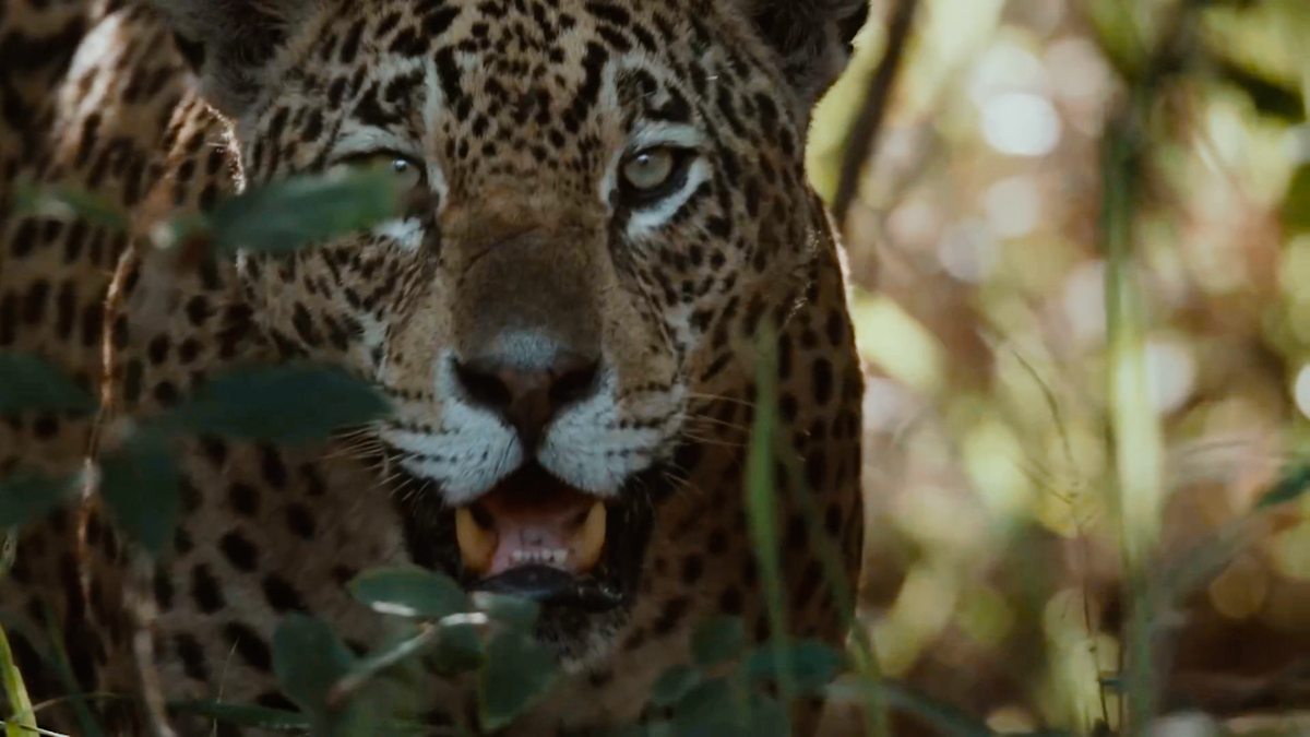 Южноамериканский ягуар