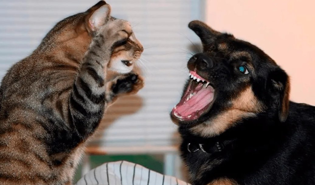 Кот и собака дерутся