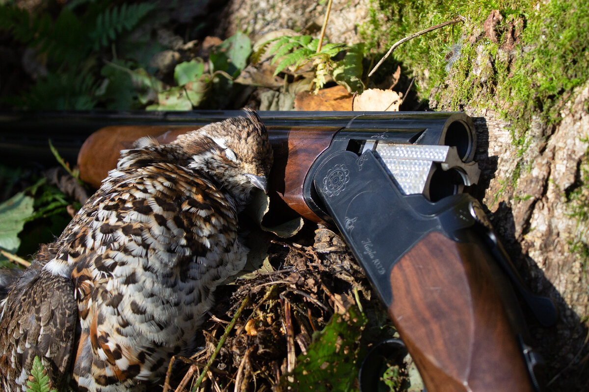 Рябчик и ружьё 