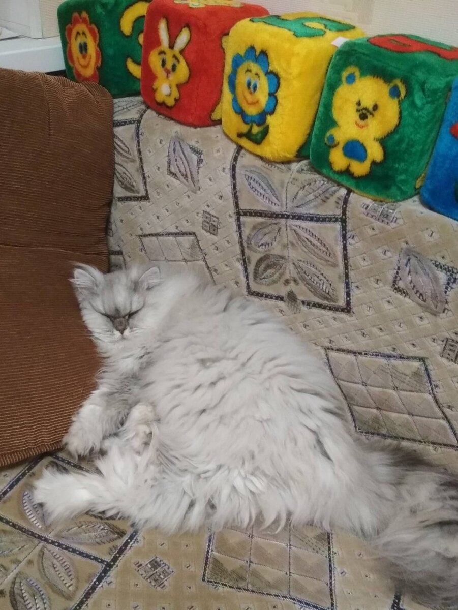Главы из повести "Кошачья жизнь"