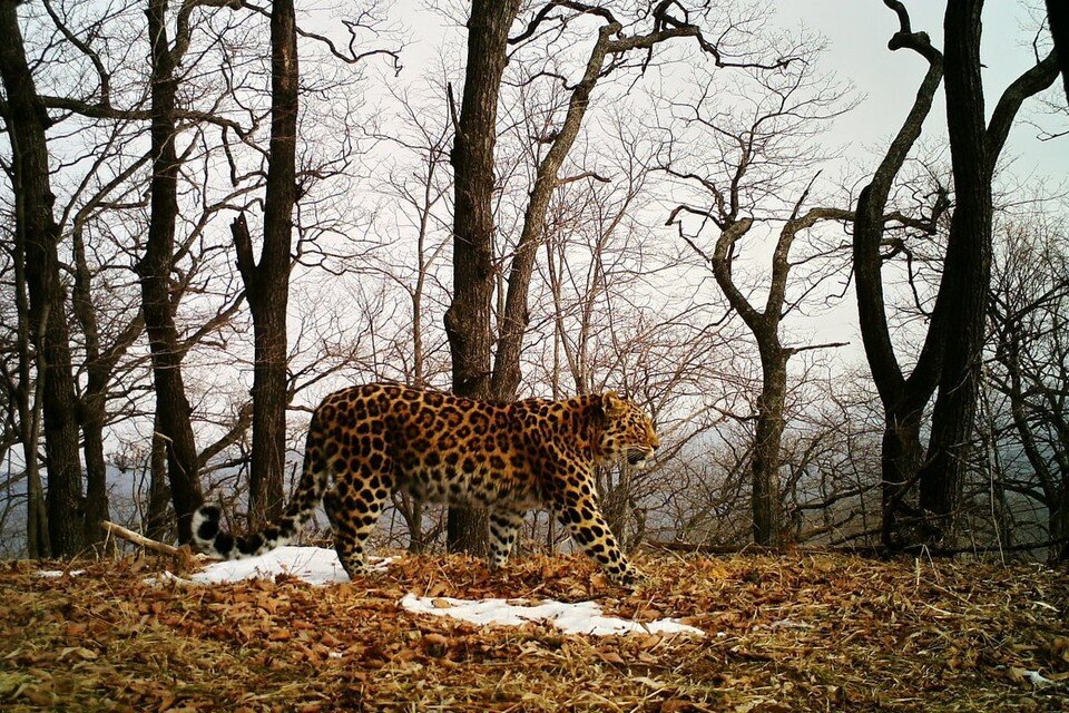     Сейчас Сочи около 11 лет.  ФГБУ «Земля леопарда»