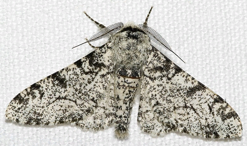 Biston betularia morpha typica.