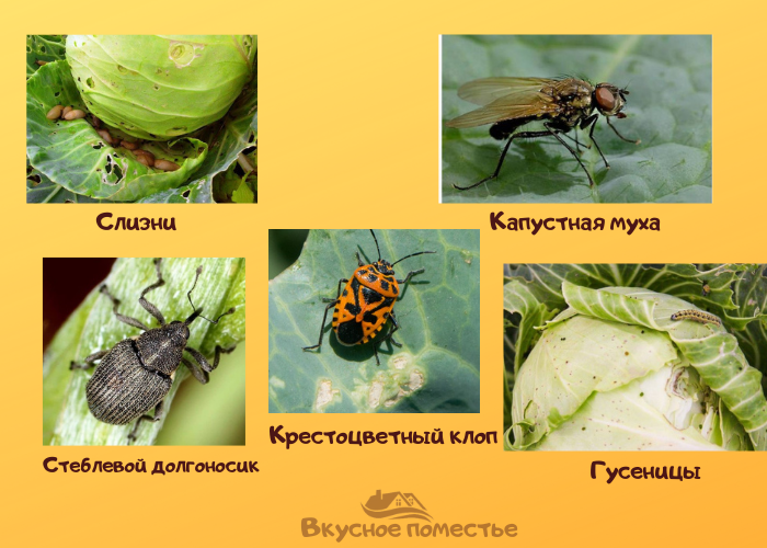 Вредители капусты