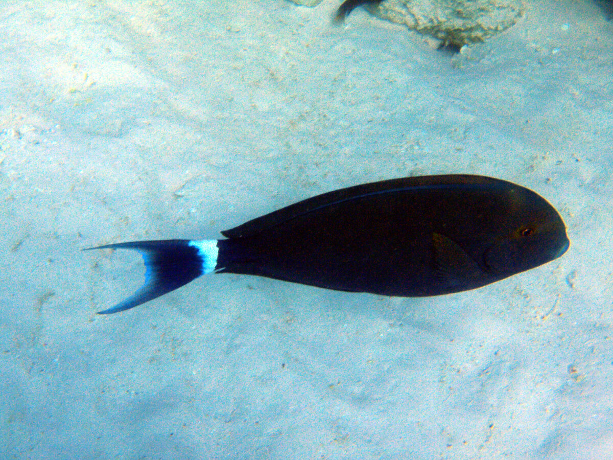 подводный мир Красного моря. фото из личного архива