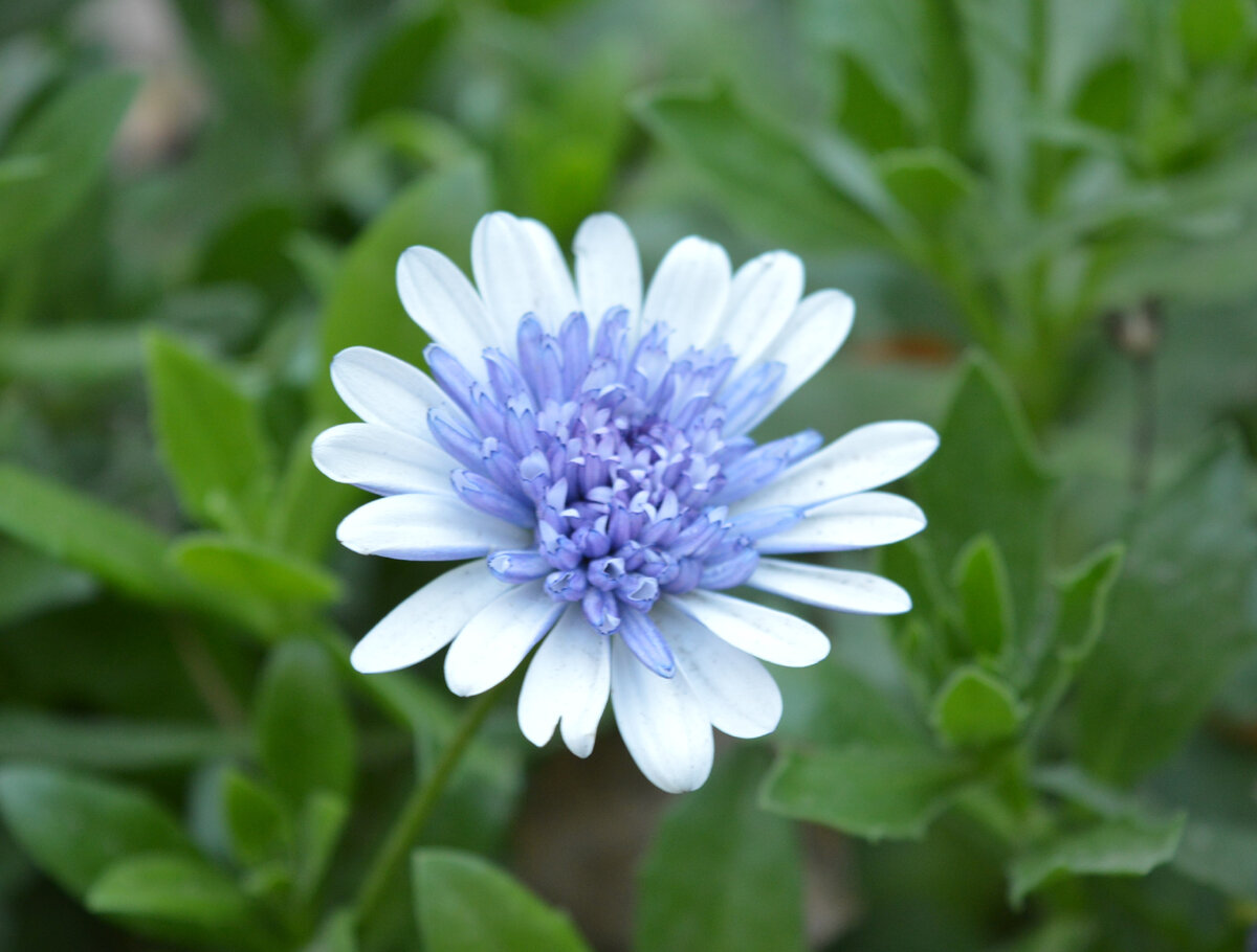 Фото для хорошего настроения. Остеоспермум вегетативный.