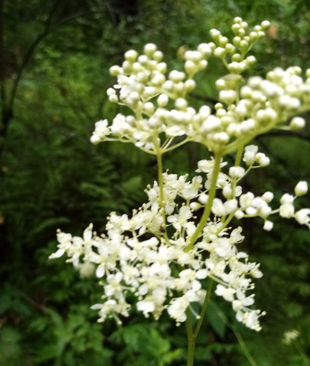 Красота и запах лета. 