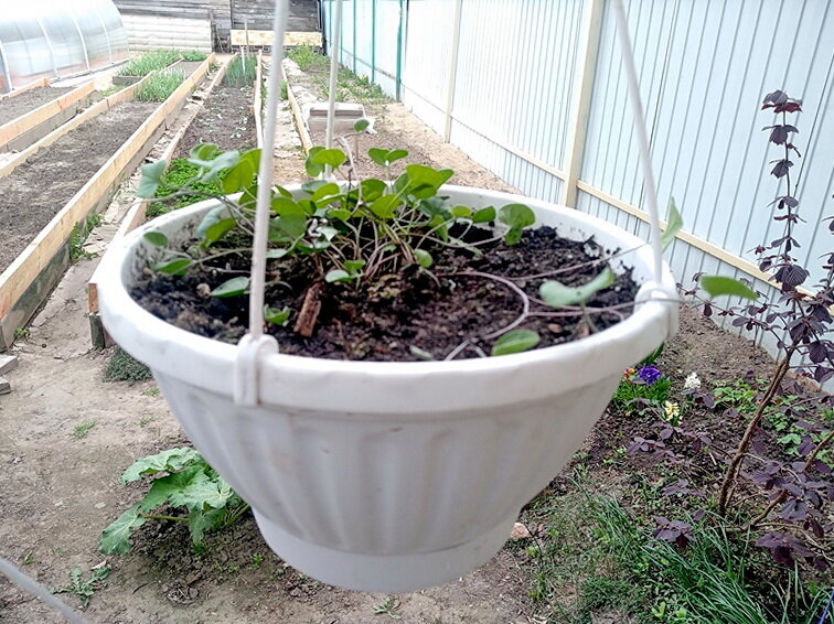 Дихондра уже в открытом грунте