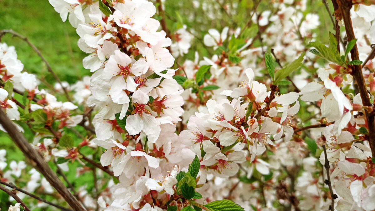 Наша жизнь скоротечна как весенние цветы. Психолог Софья Саская. Мы не обязаны.