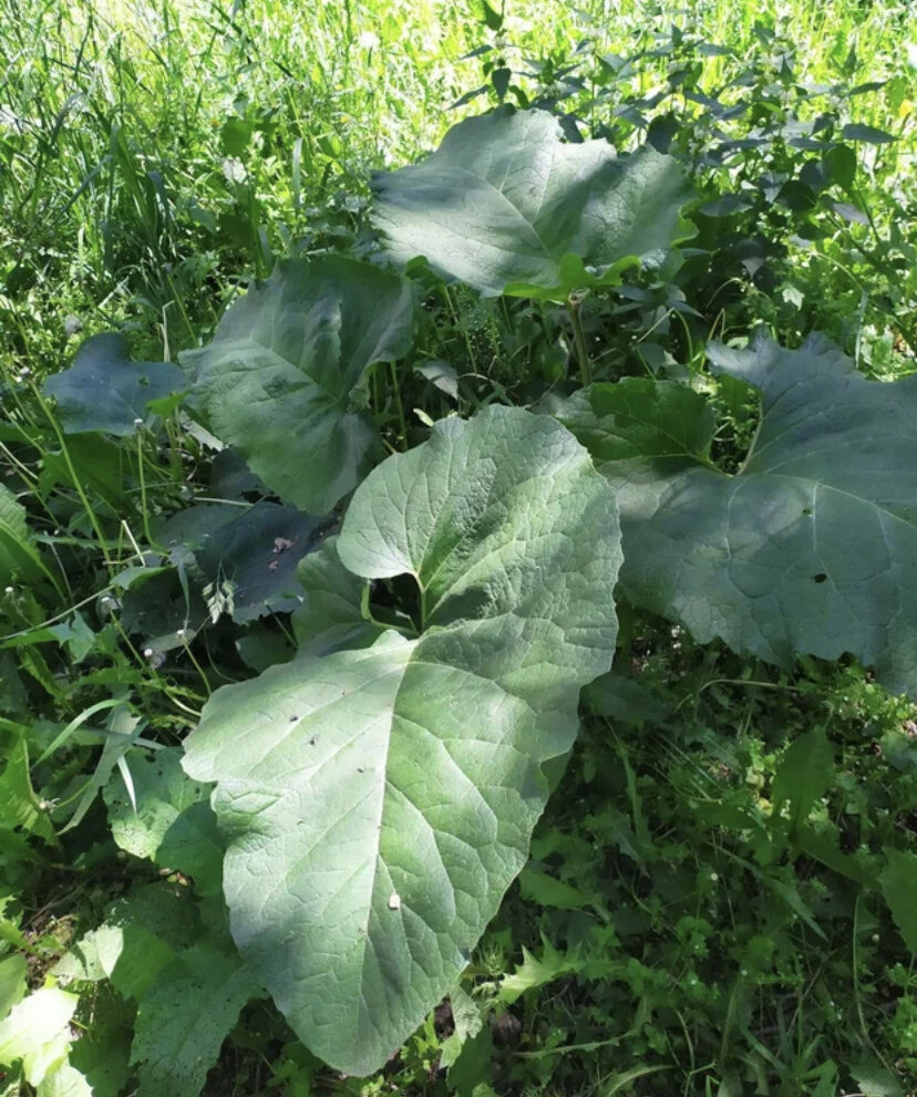 Лопух «репейник»