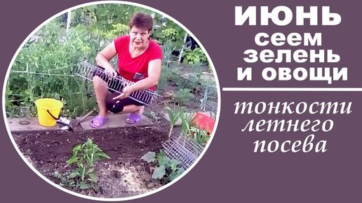 Что посеять в июне Тонкости летнего посева зелени и овощей