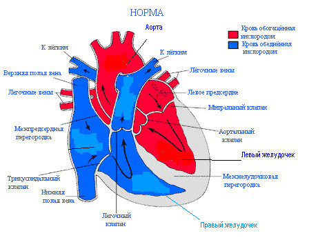 Сердце и сосуды