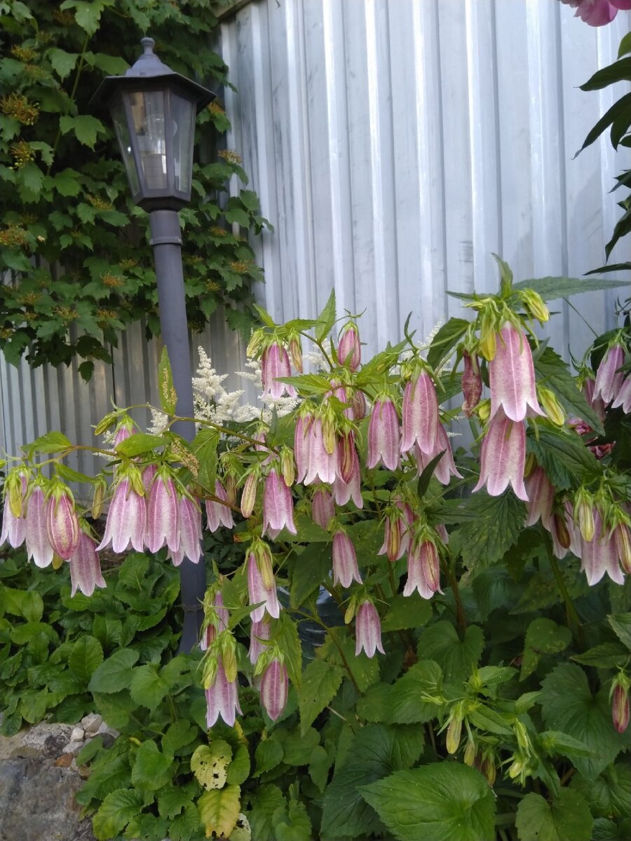 Вот так цвели колокольчики в июне. Активно цветет астильба за фонарем. Фото 30 июня.