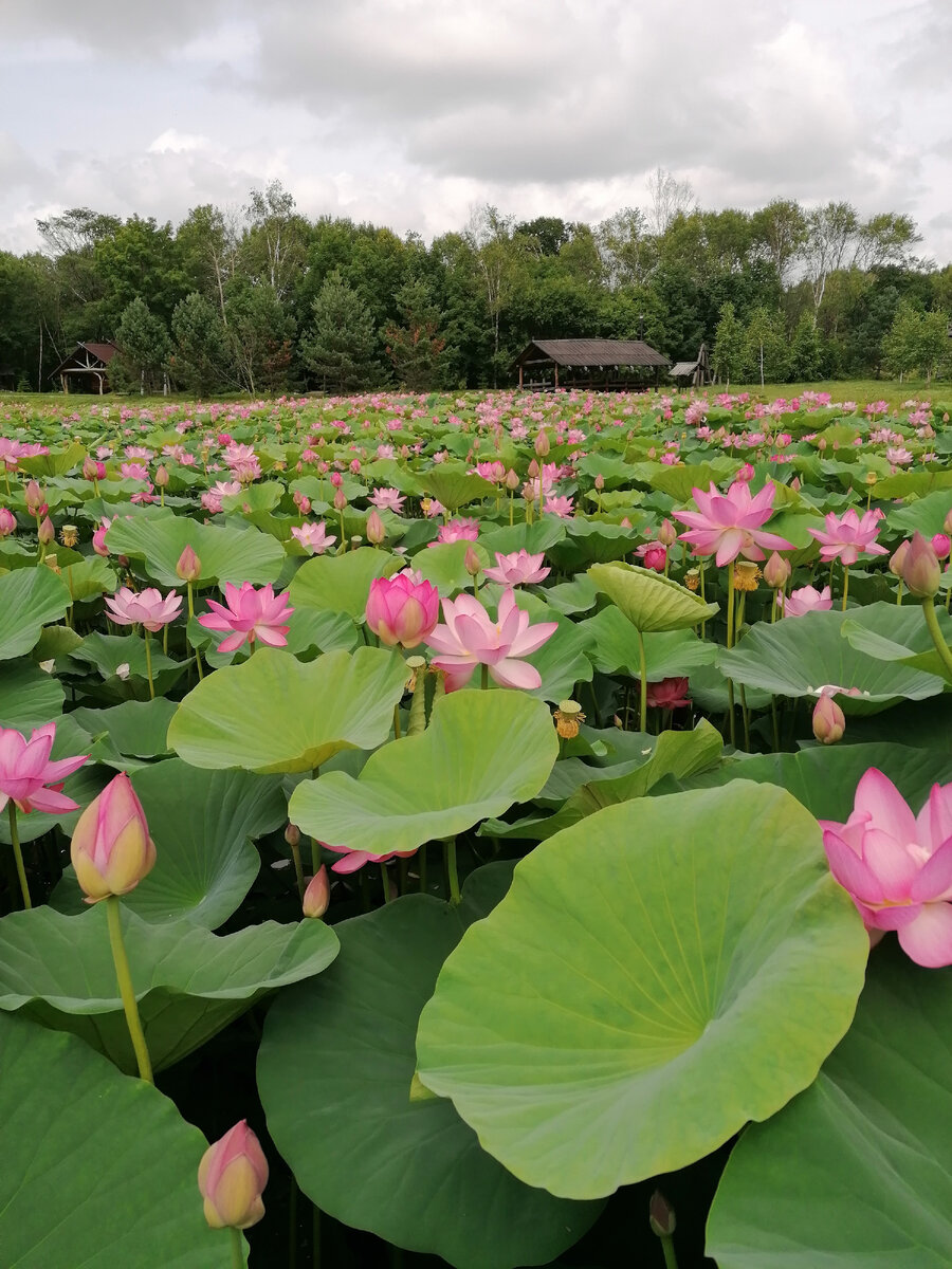 Многие бутоны закрыты,им ещё предстоит порадовать отдыхающих) 