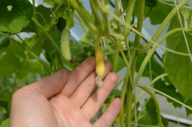 Нехватка влаги в почве, завязи желтеют.