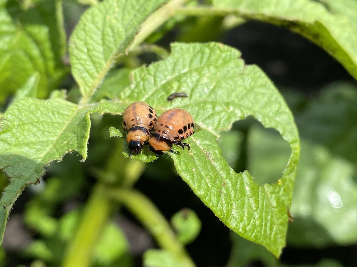 Сидят, жрут-с, меня не ждут-с! 