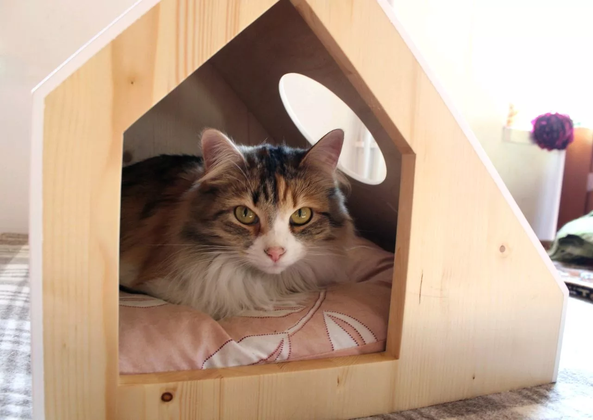 Почему личное пространство кошек так важно?