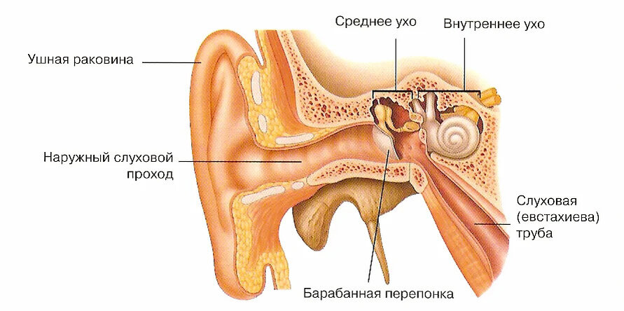 Среднее ухо состоит из