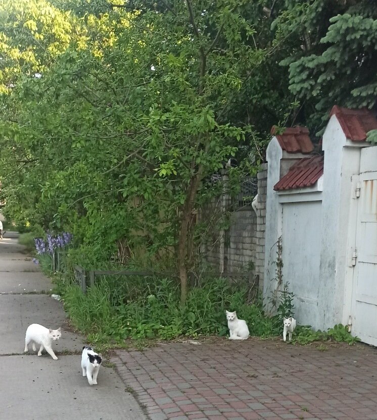 Вот такими я их увидала впервые