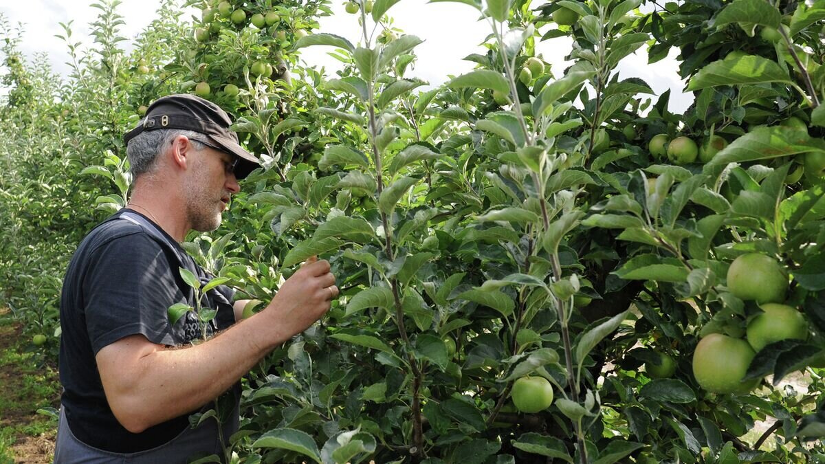    Фермер проверяет свои яблони, Польша © AP Photo / Alik Keplicz