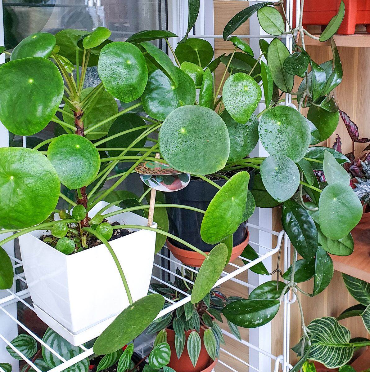 Лето Пилея проводит на балконе