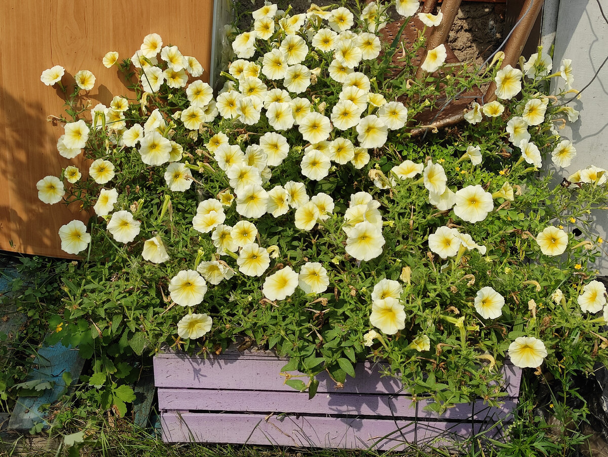 Один куст  easy wave yellow в овощном ящике