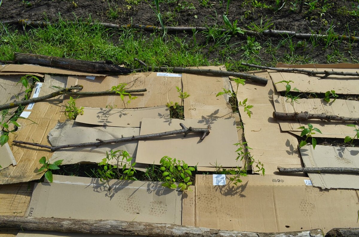 Мульчирование картоном.фото из поиска яндекса