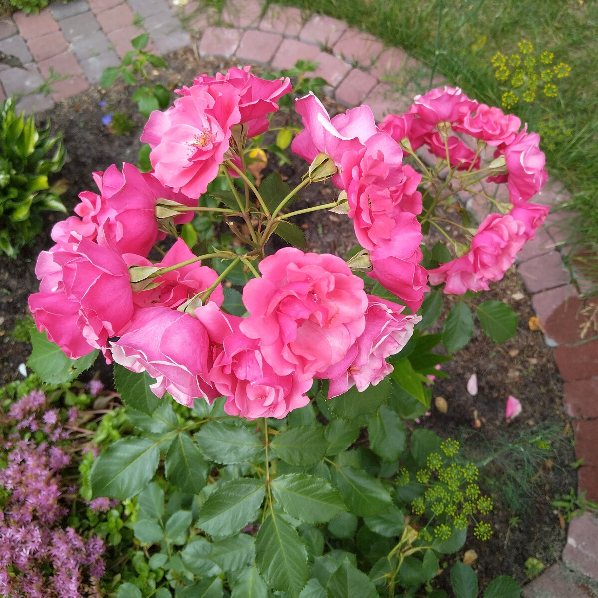 Розовая "бабочка" 