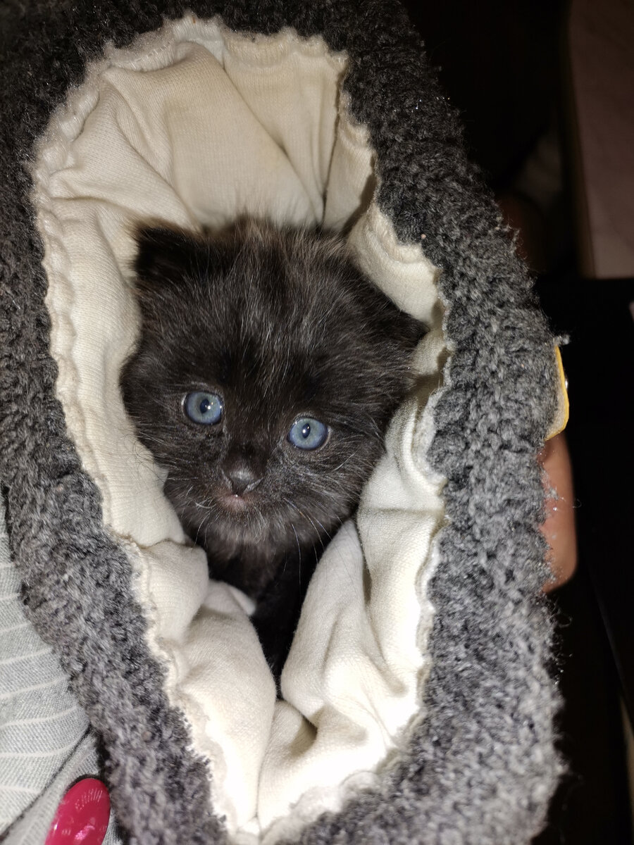 Вот наш новый член семьи, пока без имени. Муж предлагает назвать Дымком, дочь - Пушком