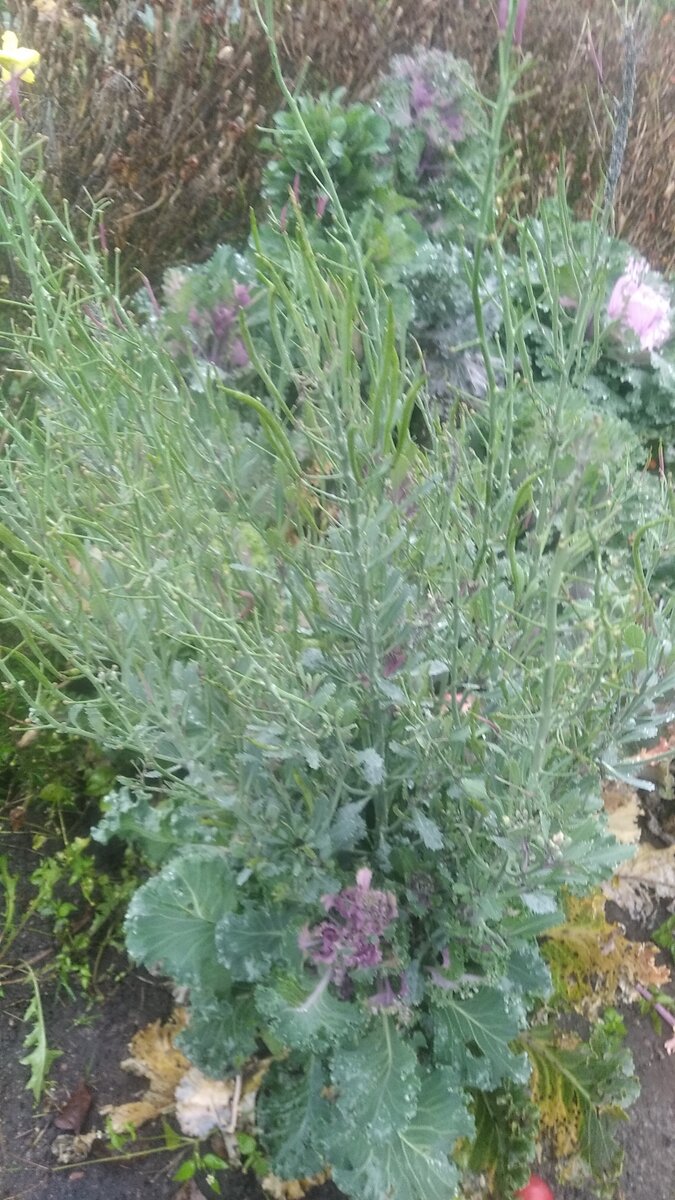 Декоративная капуста с цветоносами 