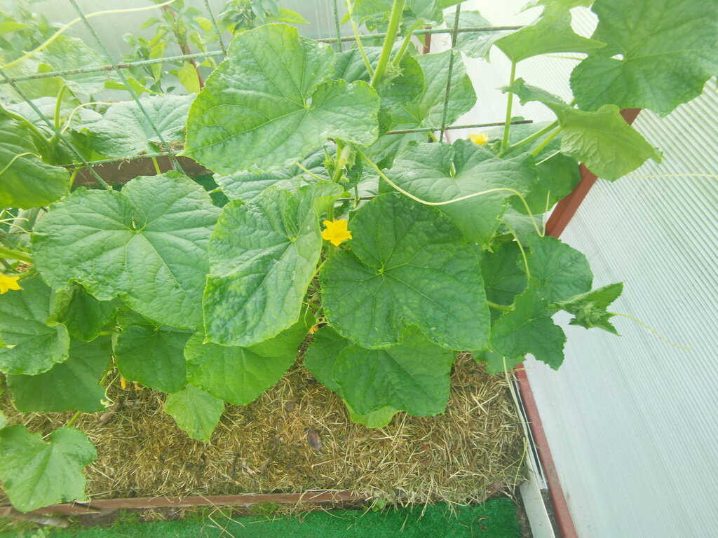 Сидераты для огурцов