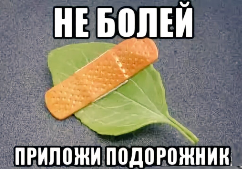 Приложи подорожник. Подорожник Мем. Подорожник не болей. Подорожник не болей Мем.