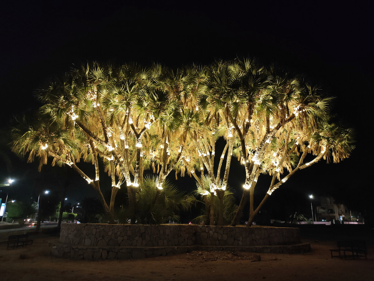 Дум-пальмы в Акабе