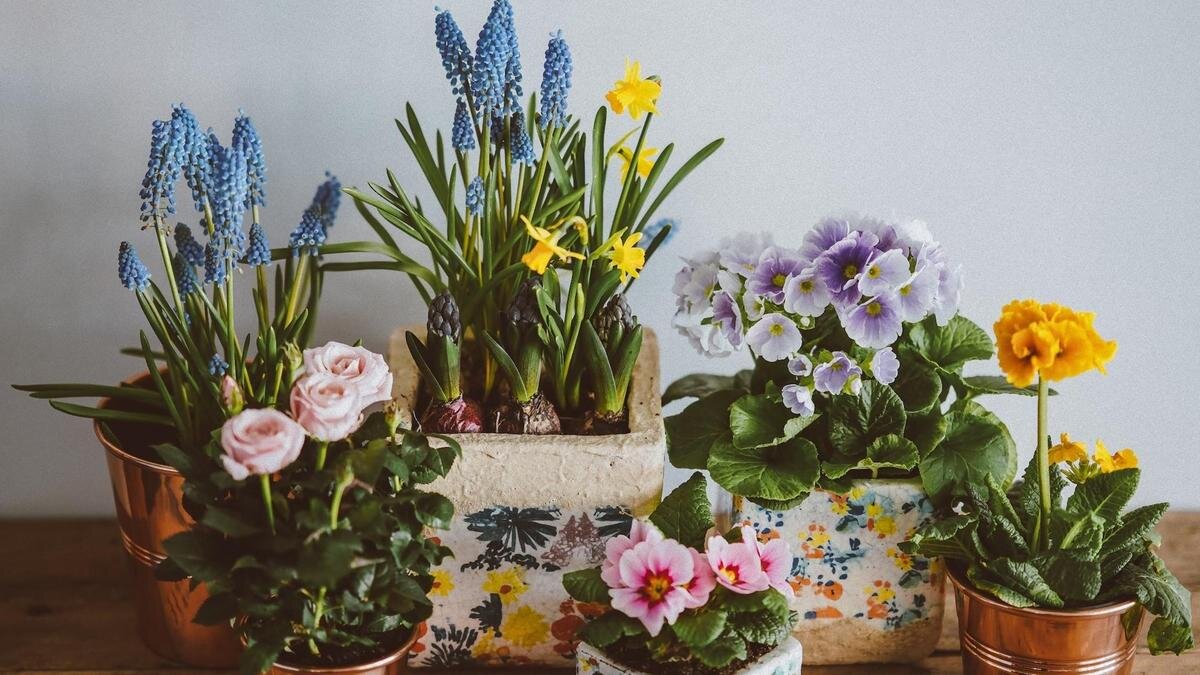    Стоят горшки с цветущими растениями. Три горшка сделаны из глины и ращзрисованы цветами, а три горшка сделаны из жестяных ведерок:Unsplash/Annie Spratt