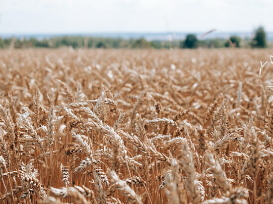     Фото: agro.cap.ru