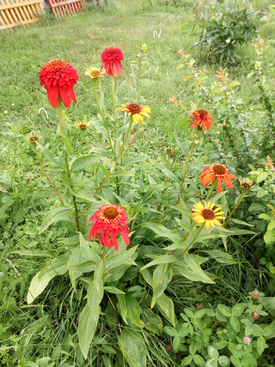 Это моя эхинацея Красная шапка. Подарили уже давно на день рождения. Растет...Уже делилась с соседками... После деления не цвела. Жду на следующий год.